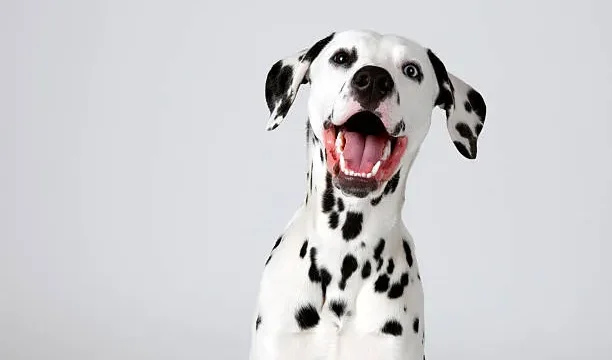 DALMATA