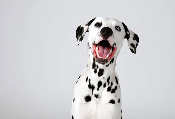 DALMATA