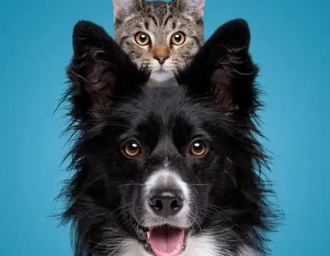 PERRO Y GATO