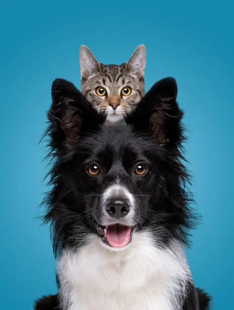PERRO Y GATO